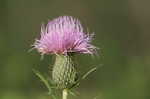 Field thistle